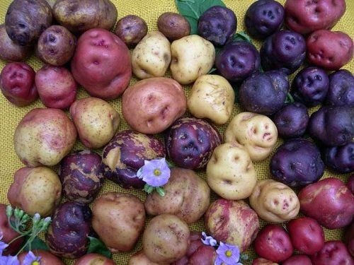 Papas de Canarias