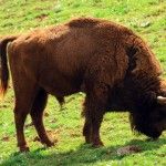 La Reserva del Bisonte, un año después