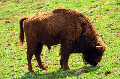Bisonte en España