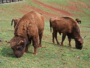 La Reserva del Bisonte, un año después