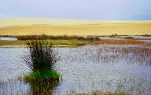 Un desierto muy marítimo