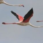 Flamencos y salinas en Ibiza y Formentera