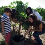 Época de Vendimia en Castilla-La Mancha