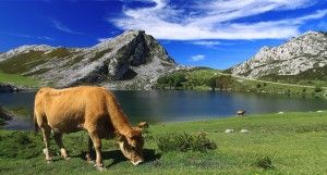 Casas rurales en los Picos de Europa