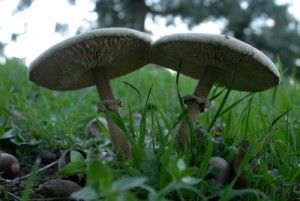 Setas para principiantes