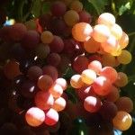 España a través del vino (I): Norte