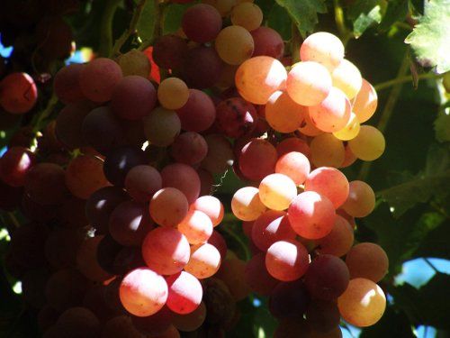 Rutas del vino