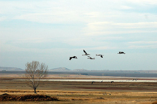 Laguna de Gallocanta