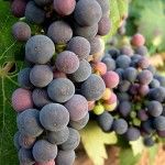 España a través del vino (II): Mediterráneo