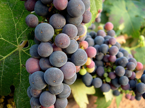 Uvas de tinto