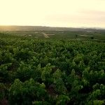 La Vendimia del Ribera del Duero