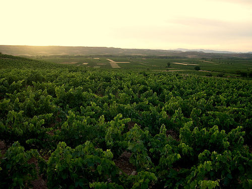 Campos de viñas