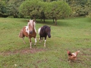 Versión original: convive con una familia vasca