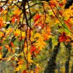 El Valle del Jerte también es para el otoño