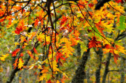 Turismo rural de otoño en el Valle del Jerte