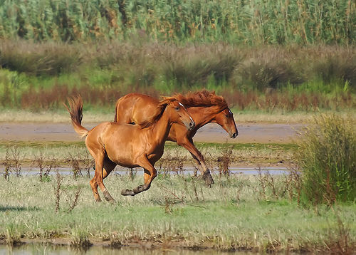 Caballos en la marisma