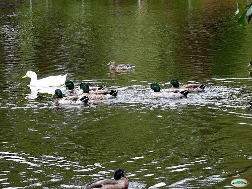 Turismo rural en Pontevedra Lago Castiñeiras