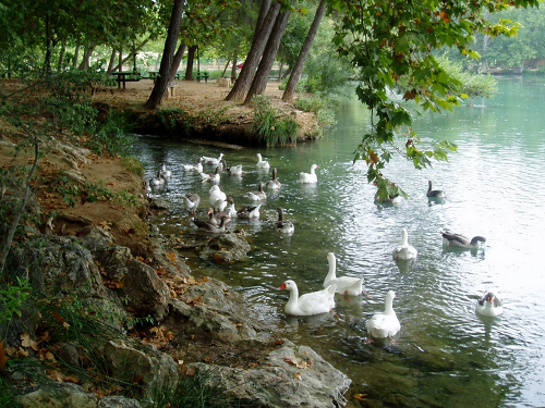Patos en la Albufera de Anna