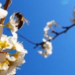 El fascinante mundo de las abejas y los castillos