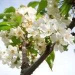 La Fiesta del Cerezo en Flor