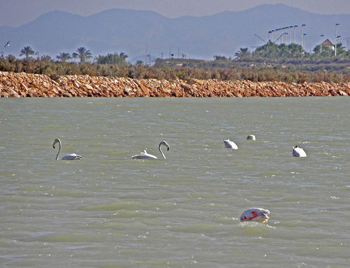 Flamencos en la Manga del Mar Menor