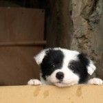5 casas rurales con servicios de guardería canina