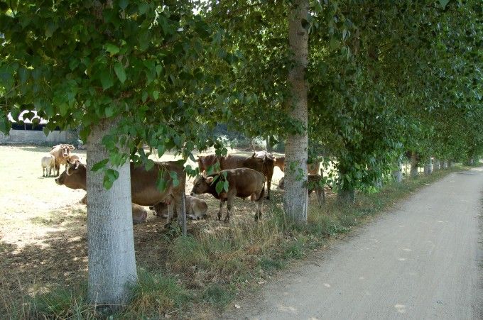 La Ruta del Carrilet en bicileta