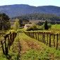 Enoturismo en la comarca del Penedés