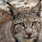 Linces, astronomía y mucho más: el MónNatura Pirineus