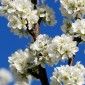 12 casas rurales para ver el cerezo en flor del Jerte
