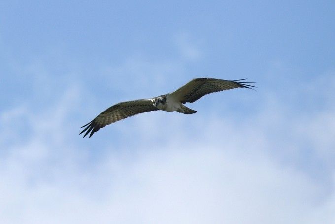 Cámaras de naturaleza