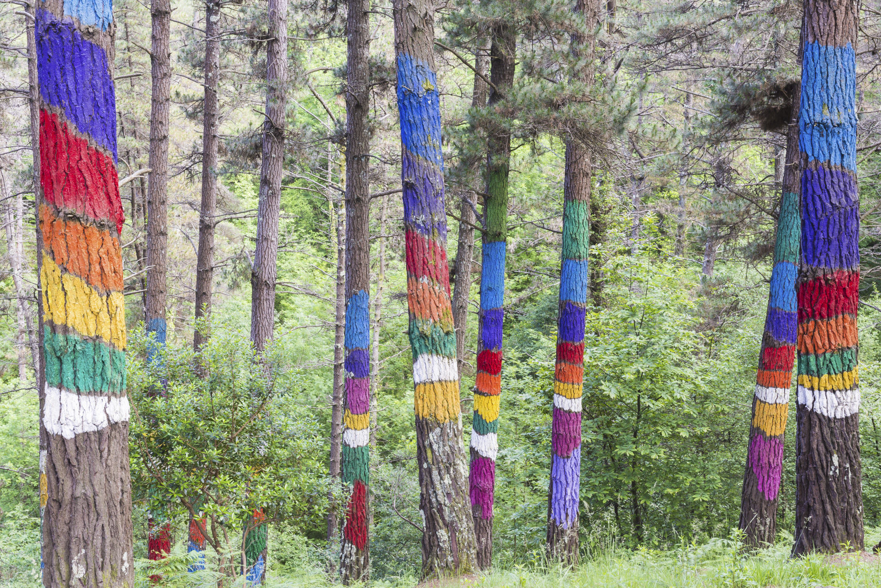 Bosque de Oma, el bosque pintado