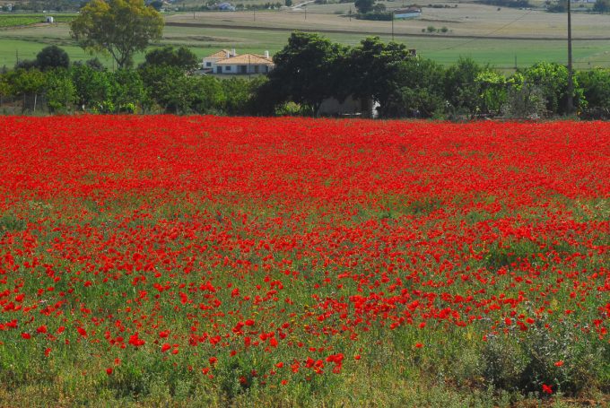 Mértola y el guadiana
