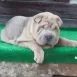 Mágico