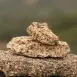 Pedro