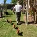 Paco