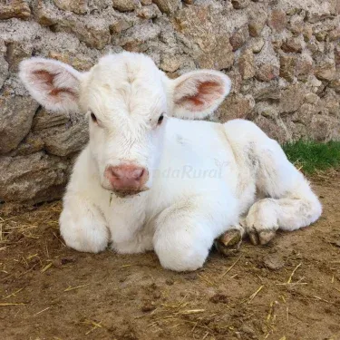 Agroturismo El Capriolo