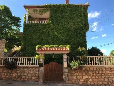El sauco de Villarroya