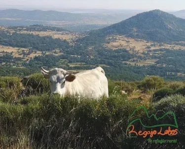 Casa Rural Regajo Lobos