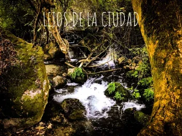 Bosque Alto