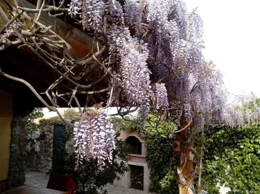 Casa Wisteria