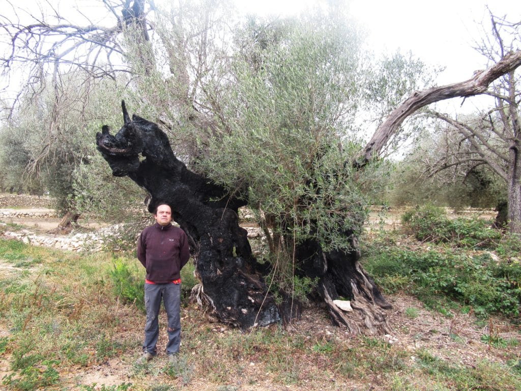 Sergio Puchol rechazó miles de euros por este olivo que luego se incendió (Ander Izagirre)