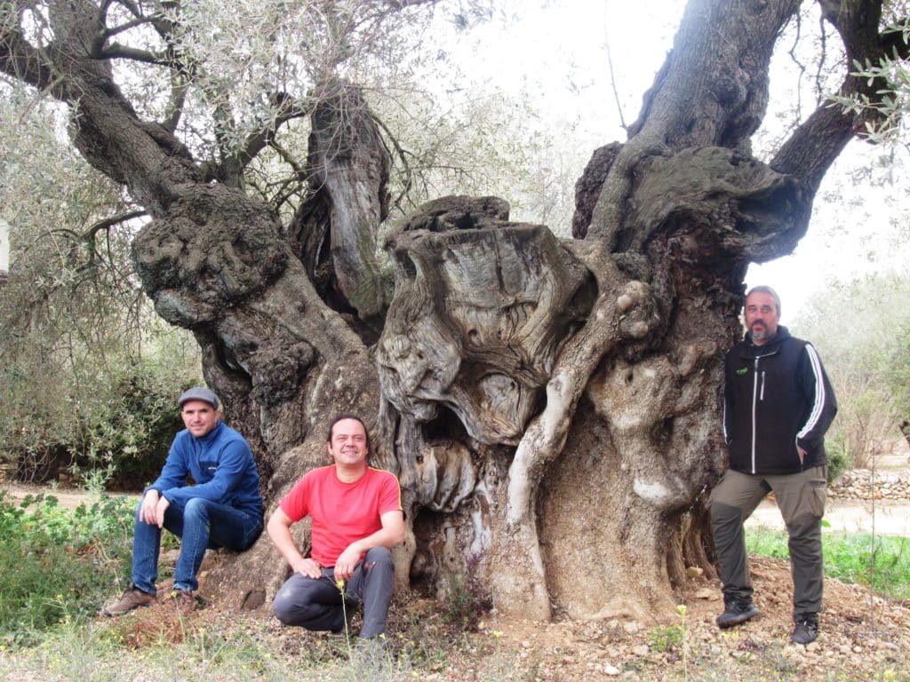 Àlex Vilanova, Sergio Puchol y Andrés Cumba posan ante uno de los olivos monumentales de La Jana (Ander Izagirre)