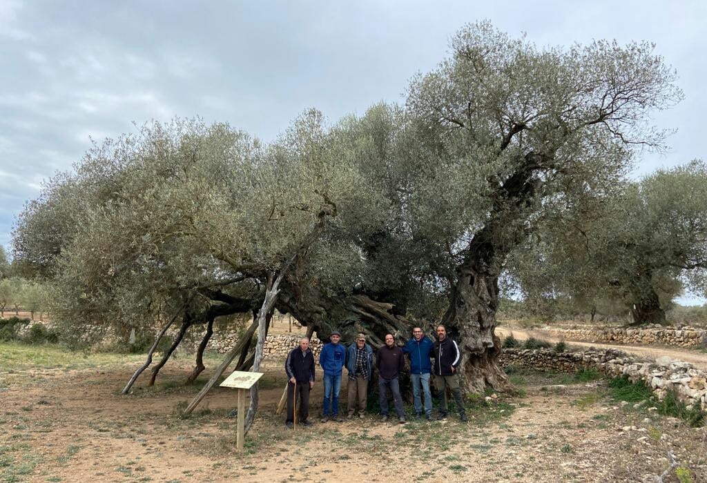 Bajo la olivera Gran, sostenida con muletas