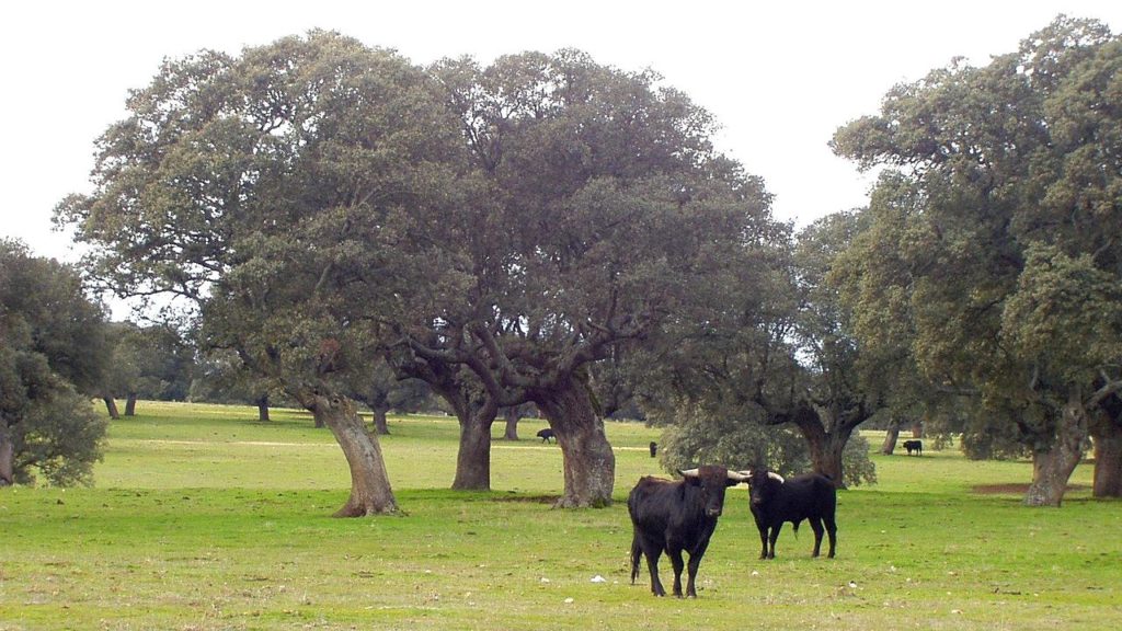 Animales más representativos de España. Toro de lidia