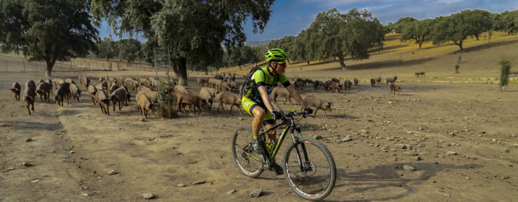 Una piara de cerdos nos acompaña en la ruta. Por Javier Flores