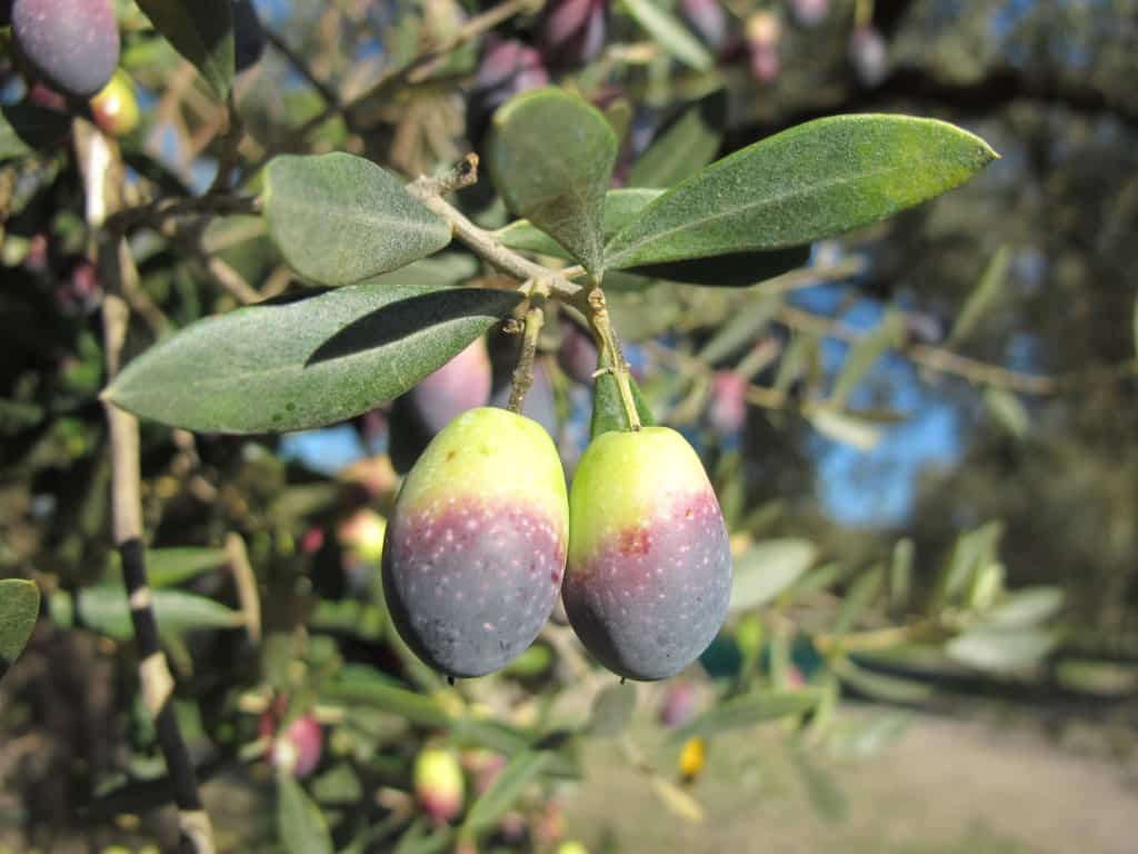 Los olivos monumentales dan aceitunas de la variedad farga. Por Olis Cuquello