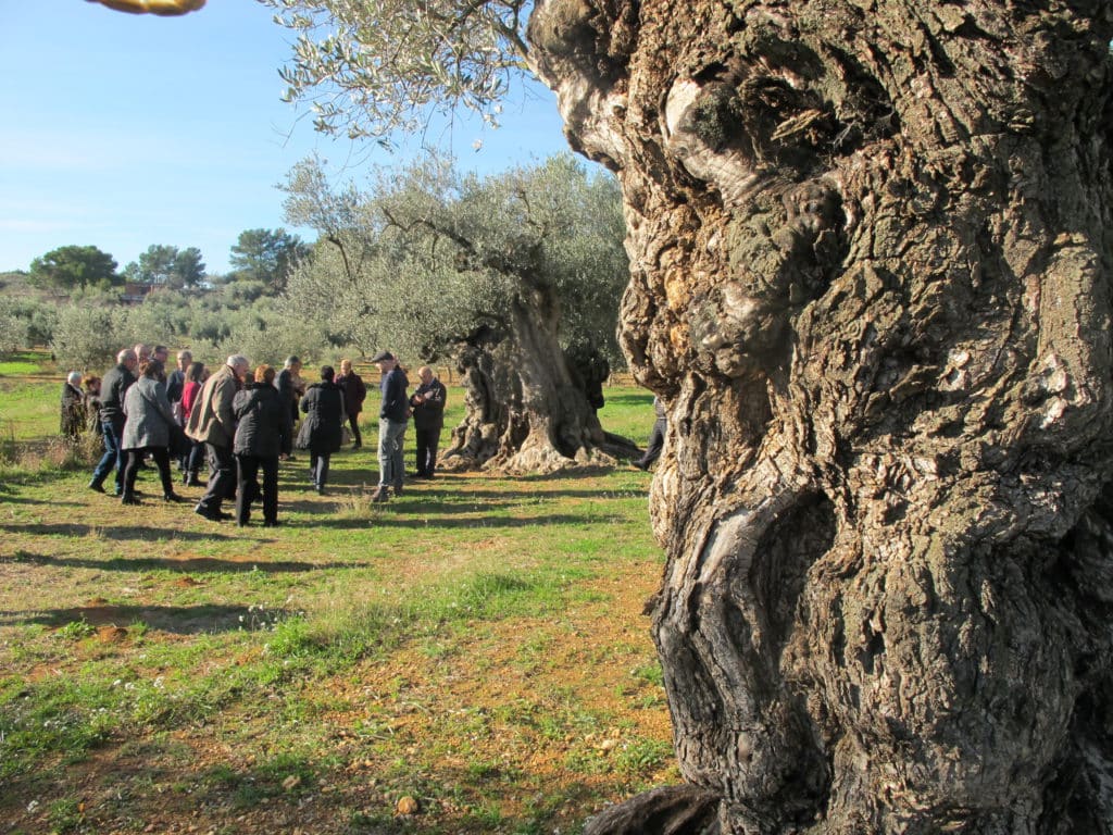 Un grupo de turistas visita los olivos (Foto de Olis Cuquello)