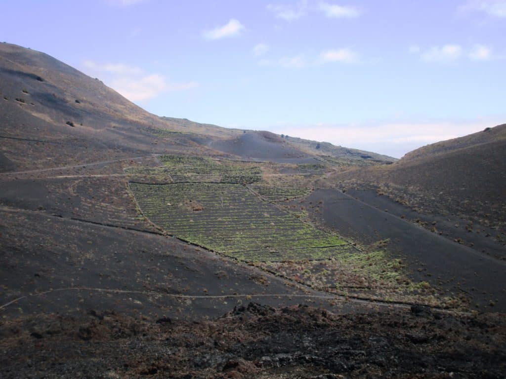 Viñedos en los volcanes