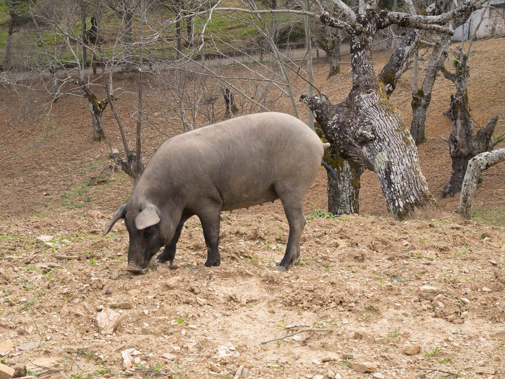 cerdo ibérico